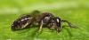 Hylaeus communis